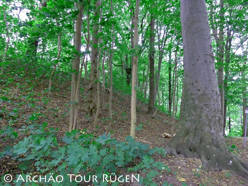 The former castle rampart from the Slavic period is now overgrown with trees., © Archäo Tour Rügen