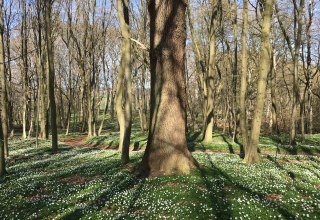 Spring forest, © Wehweck