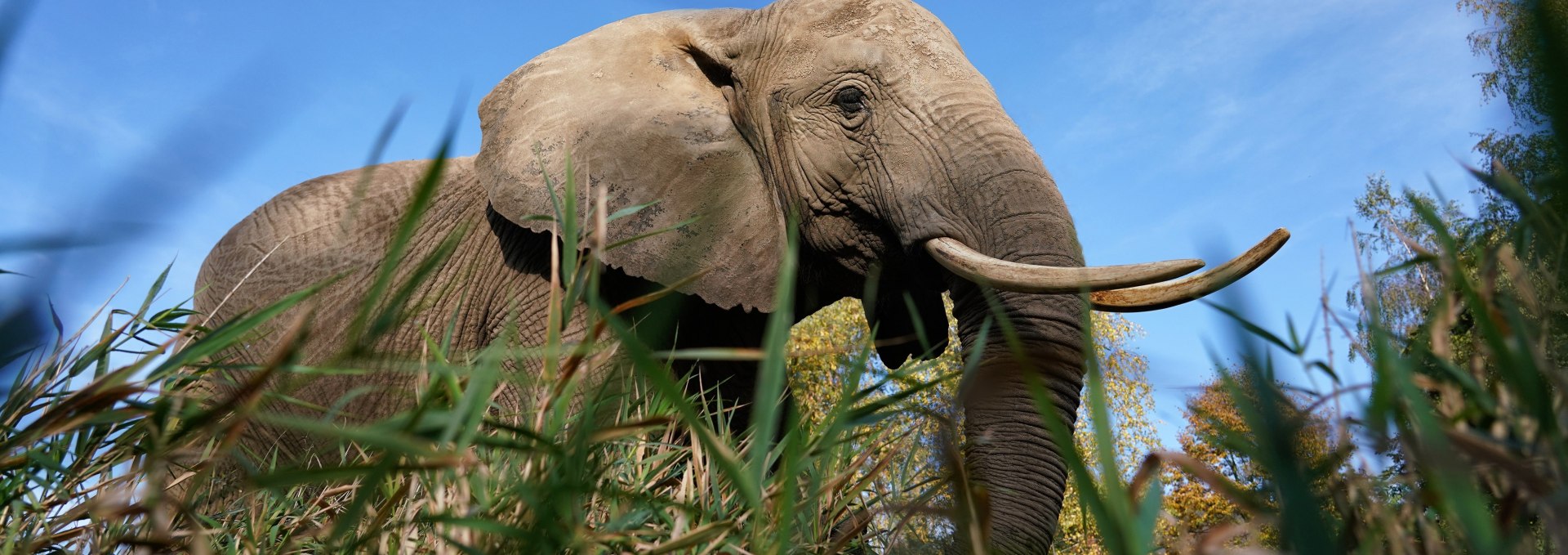 Touch and feed elephants., © Elefantenhof Platschow