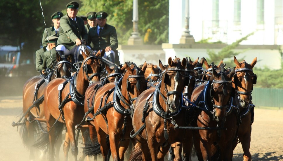 The big multiple carriage - a highlight at the stallion parades, © Archiv Landgestüt Redefin