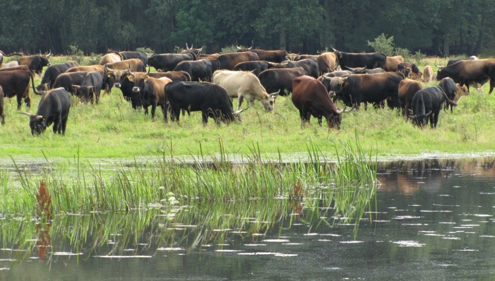 The Heck cattle feel at home in the Suden lowlands all year round, © Storkenkate