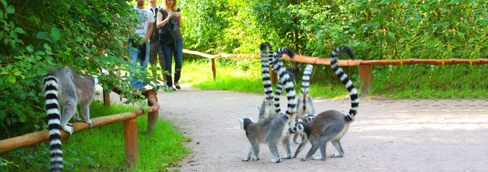 Calicoes, © Vogelpark Marlow/Zöger