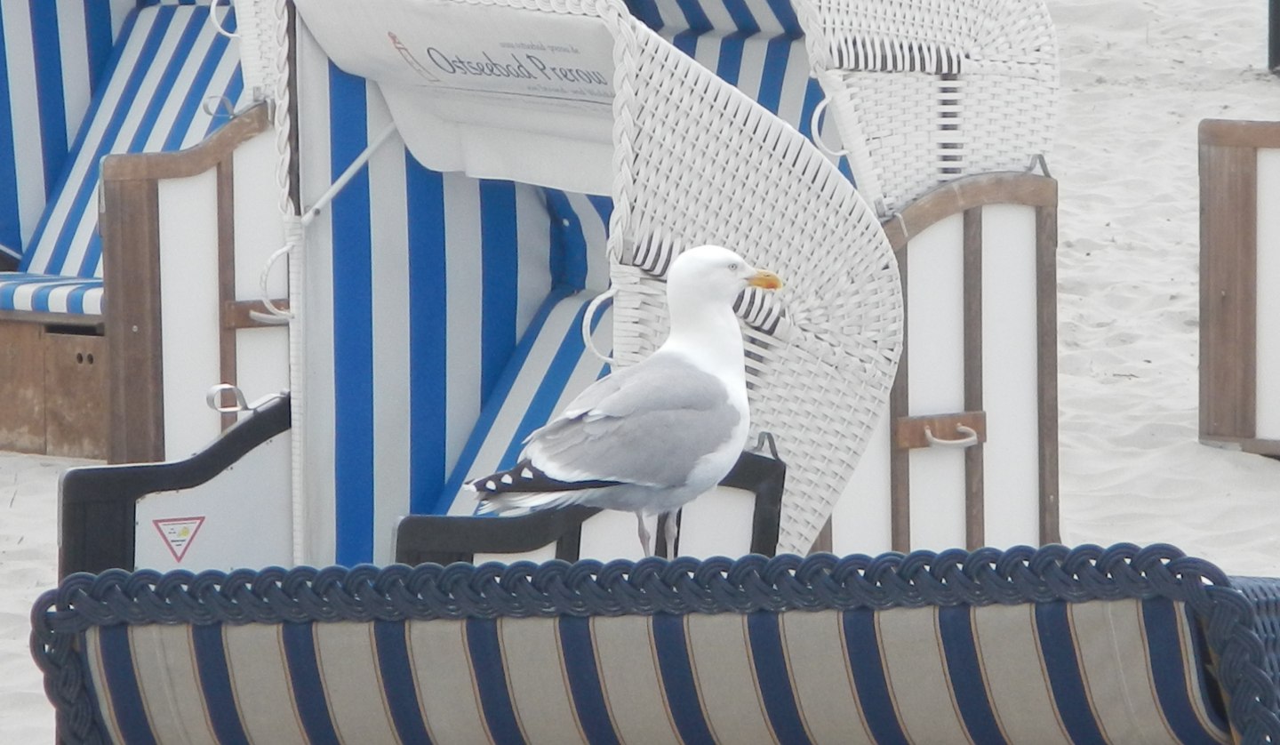 Seagull on beach chair, © TV FDZ