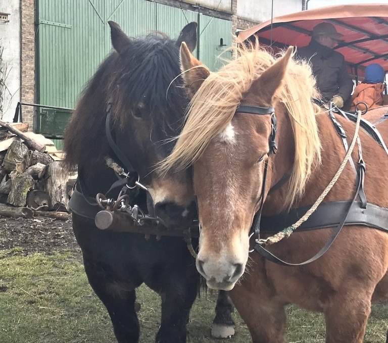 Our cold-blooded horses in action., © A. von Senger und Etterlin