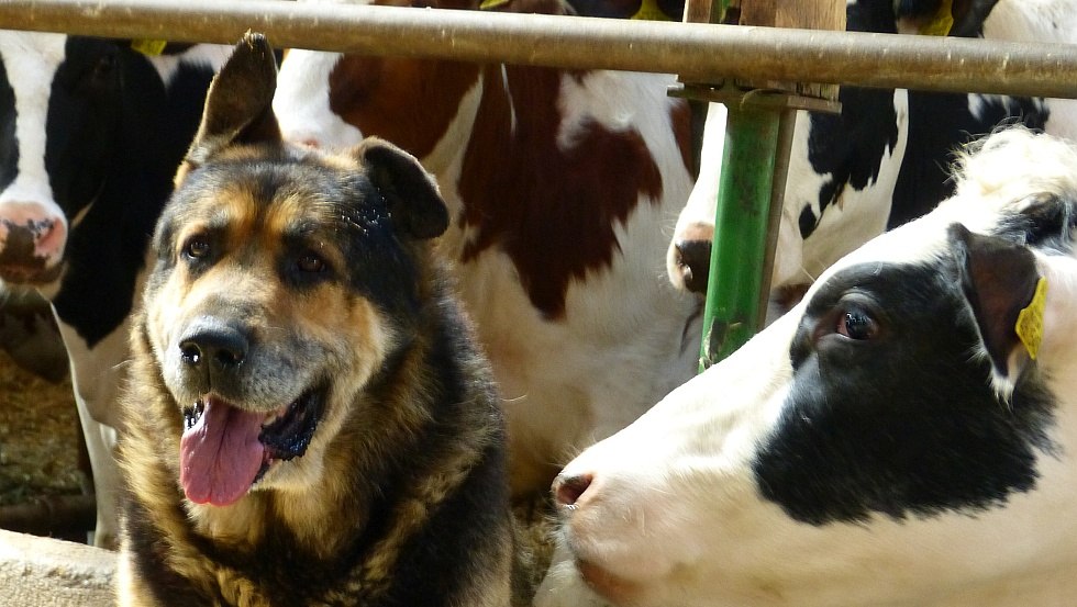 Our dog Blacky of course always watches over the cows, © GbR Marquardt