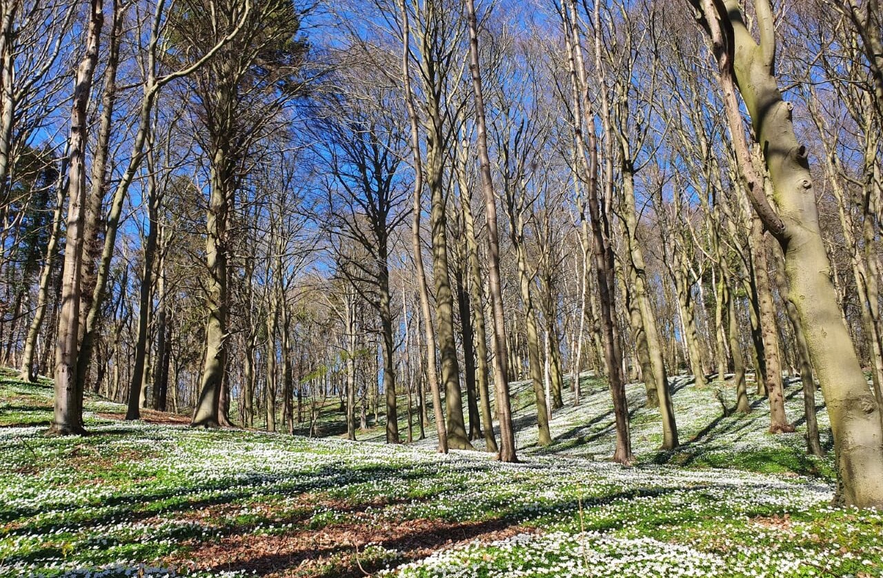 Forest bathing in spring (c) Kurverwaltung Göhren, © Kurverwaltung Goehren