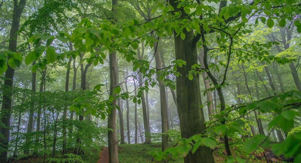 Wilderness in Jasmund National Park, © TZR/C.Thiele