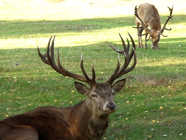 Boek Wildlife Park, © TDG Rechlin