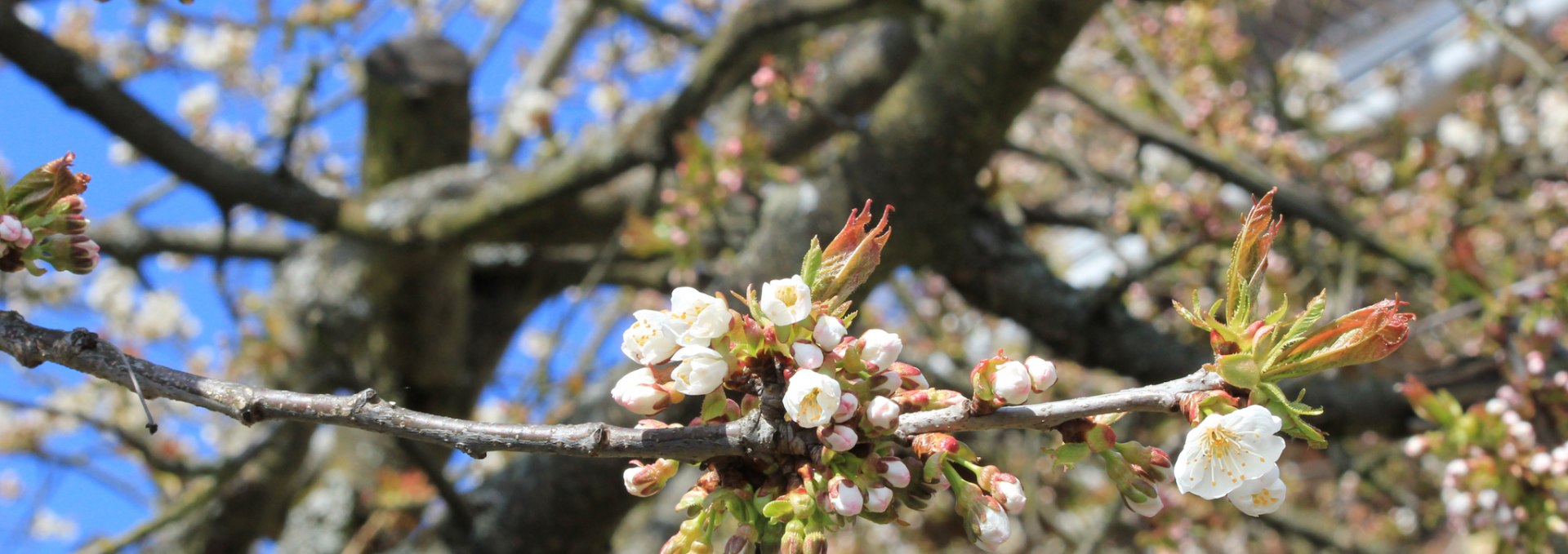 Fruit blossom at the Winkelkraut wild herb farm, © Wildkräuterhof Winkelkraut / Antje Conrad