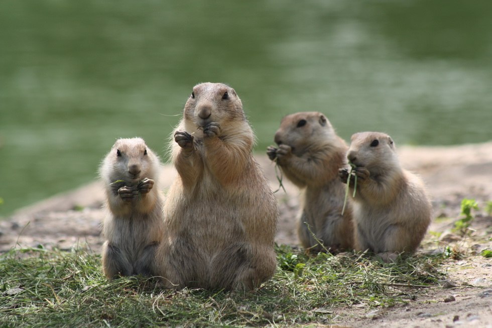 Prairie dogs, © Kristin Tetzlaff