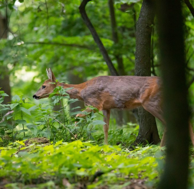 © Erlebnis Akademie AG/ Naturerbe Zentrum Rügen