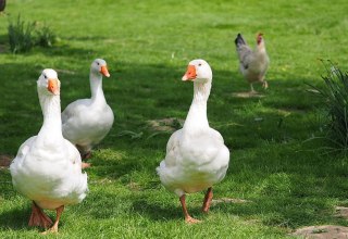 On the farm, besides geese, live cows, chickens, rabbits and cats., © Ferienhof Hafflandsichten