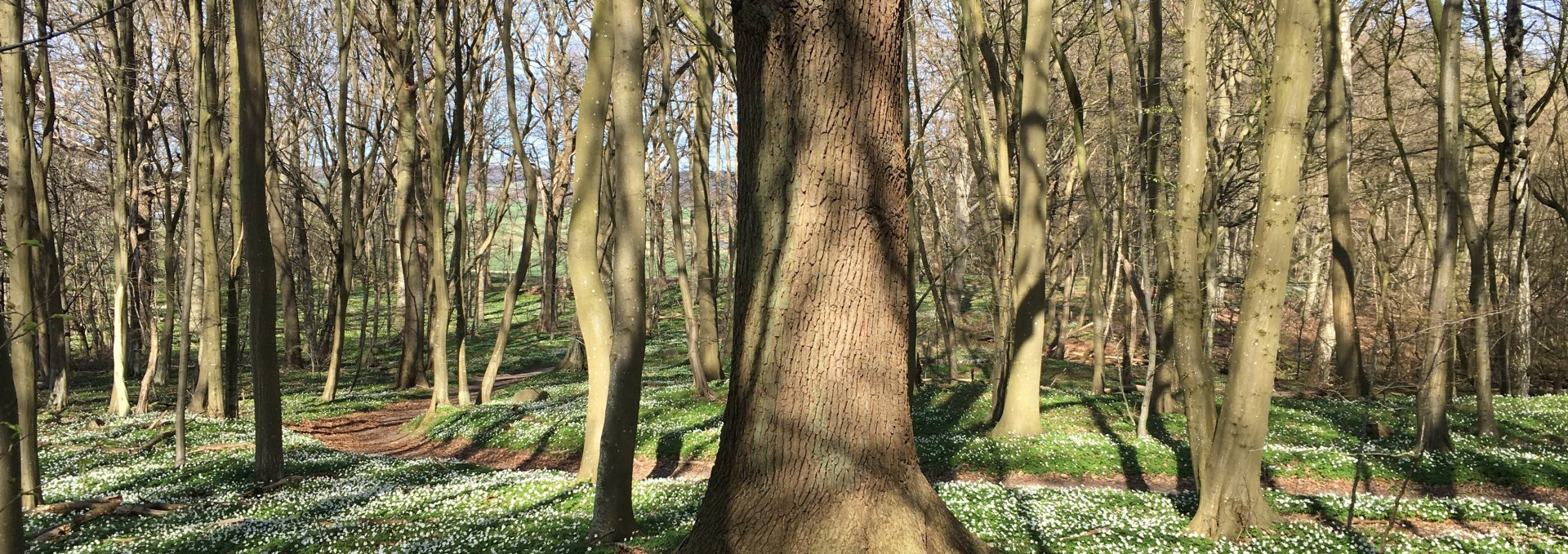 Spring forest, © Wehweck