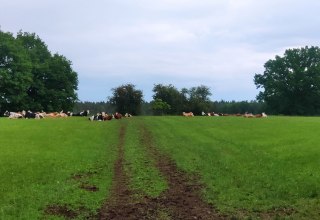 Pasture cattle relax in the greenery., © A. Rossnagel