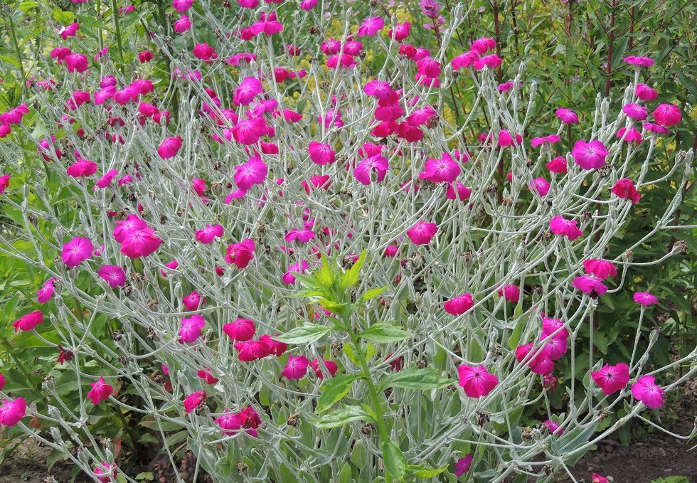 Blossom splendor in the show garden, © Kurverwaltung Insel Poel