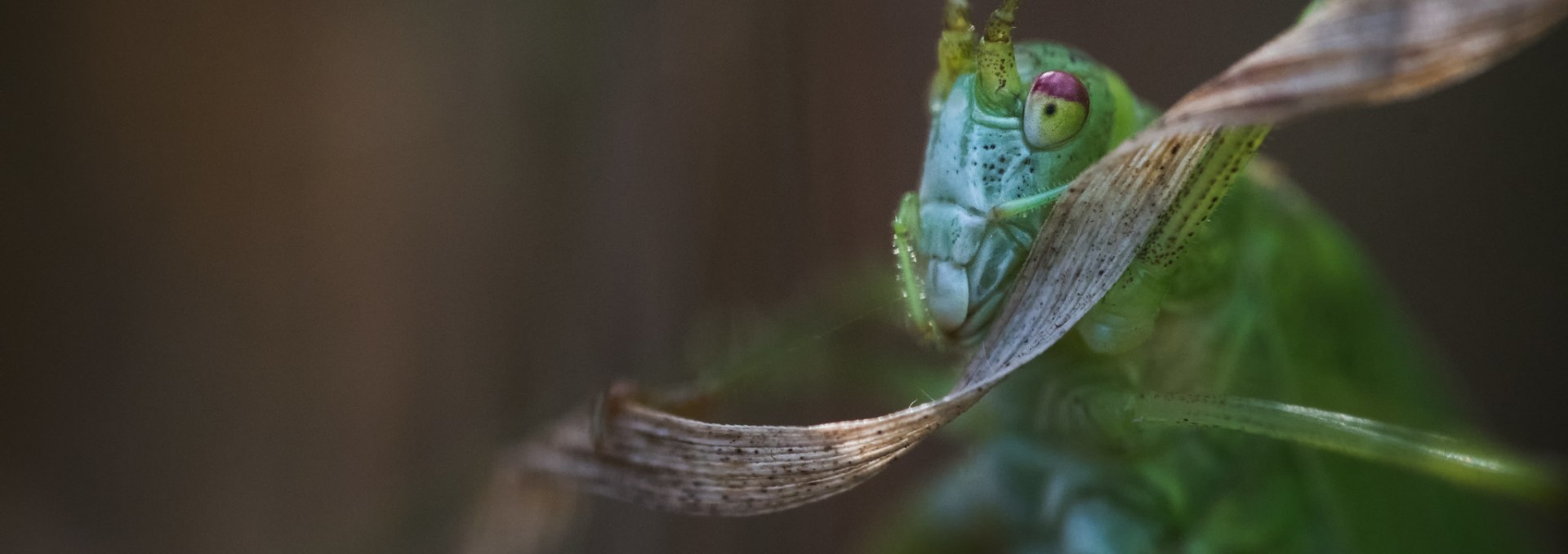 Macro photography, © Ralf Mittermüller