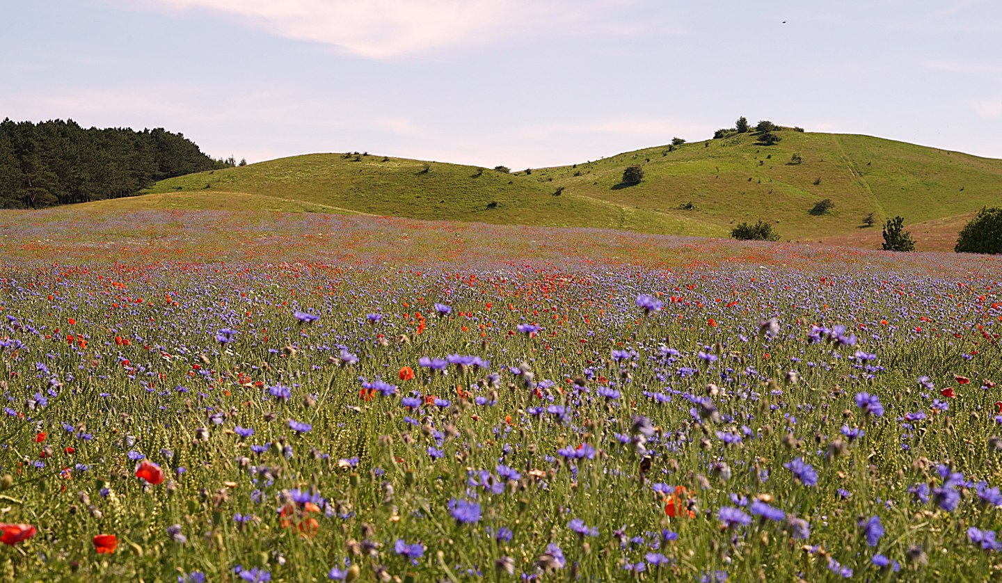 Artenreichen Wiesen Zicker Berge NO, © Nico Offermann