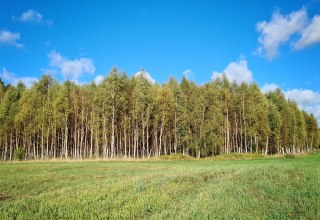 Climate forest Mirow, © Landesforst MV