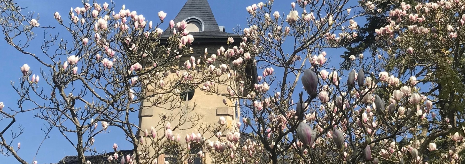 Hohenbrünzow South Castle: The magnolia unfolds its flowering splendor ..., © Gernot Pohl 2019