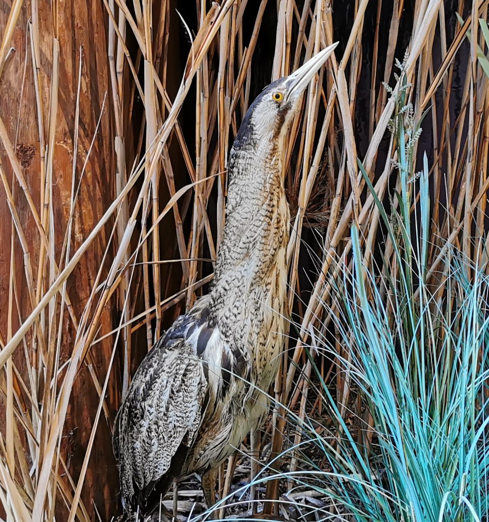 The bittern is also known as the "moor ox" because of its call., © Naturpark Nossentiner/Schwinzer Heide