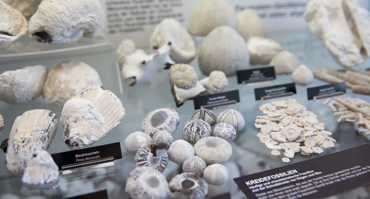 Chalk fossils in the exhibition at NATUREUM Darßer Ort, © Anke Neumeister/Deutsches Meeresmuseum