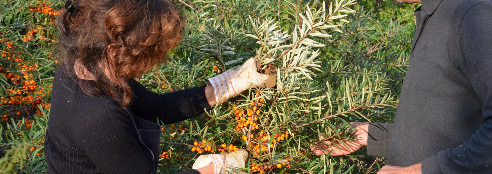 Sea buckthorn harvest in the old Büdnerei, © Alte Büdnerei/Schröter