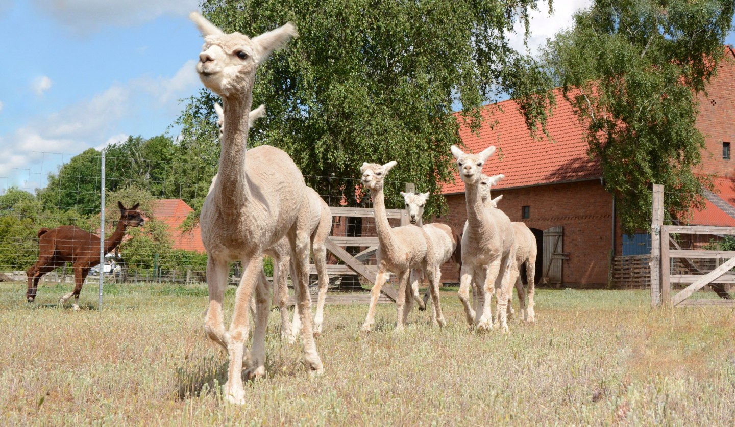 Alpacas, Birkenkamp farm, © Tourismusverband Mecklenburg-Schwerin