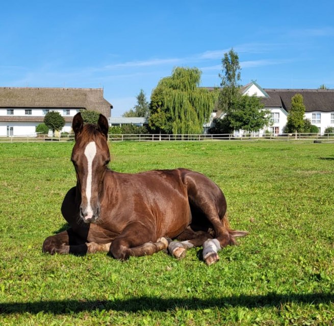 Foals in our pasture right next to the hotel, © Hotel Friesenhof