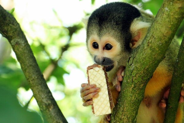 squirrel-monkey-g6007a0f34_1920-342fb235, © Rundbus Plauer See