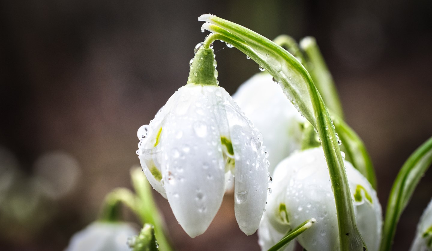 20240219-Schneegloeckchen-2-Foto-Burwitz-Pocha, © Burwitz&Pocha