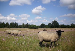 Our sheep in Hullerbusch, © Schäferei Hullerbusch